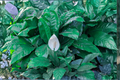 Peace Lily Houseplant – 4 Inch Pot – Spathiphyllum – Indoor Tropical Plant with Green Foliage & White Flowers
