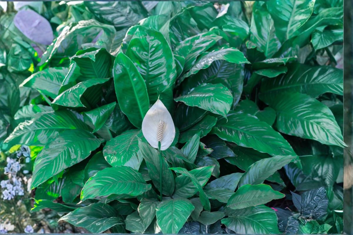 Peace Lily Houseplant – 4 Inch Pot – Spathiphyllum – Indoor Tropical Plant with Green Foliage & White Flowers