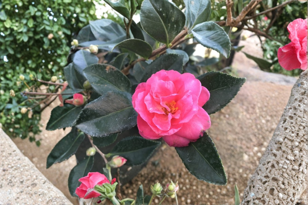 Camellia sasanqua ‘Showa No Sakae’ Live Plant – Fall Blooming Evergreen Shrub in 3 Gallon Pot