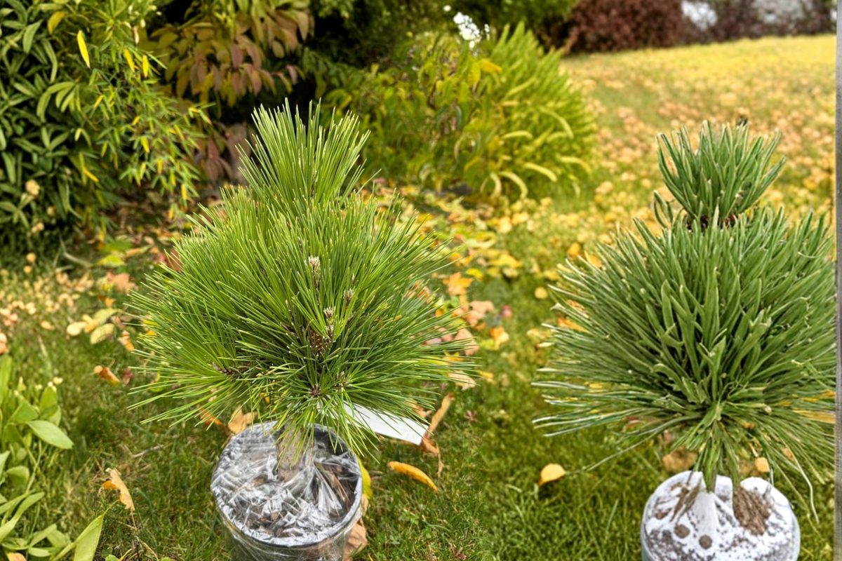 Japanese Black Pine Live Plant 1 Gallon Pot, ‘Thundercloud’ Pinus thunbergii Bonsai Evergreen Tree