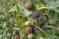 Celeste Fig Tree Live Plant – 4-Year-Old Fruiting Ficus carica 'Celeste' for Patio Garden & Orchard