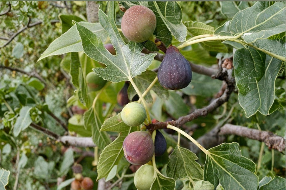 Celeste Fig Tree Live Plant – 4-Year-Old Fruiting Ficus carica 'Celeste' for Patio Garden & Orchard