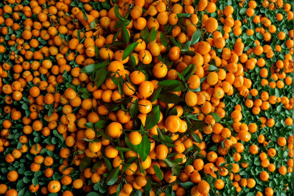 Live Citrus Tree - Shiranui Mandarin, 3-4 ft Tall, Grafted, Citrus reticulata Hybrid, Full Sun, Container & Garden Plant