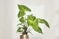 Syngonium Batik Live Plant, White Variegated Arrowhead, 4-Inch Pot, Indoor Houseplant, Tropical Foliage, Rare Decorative Plant