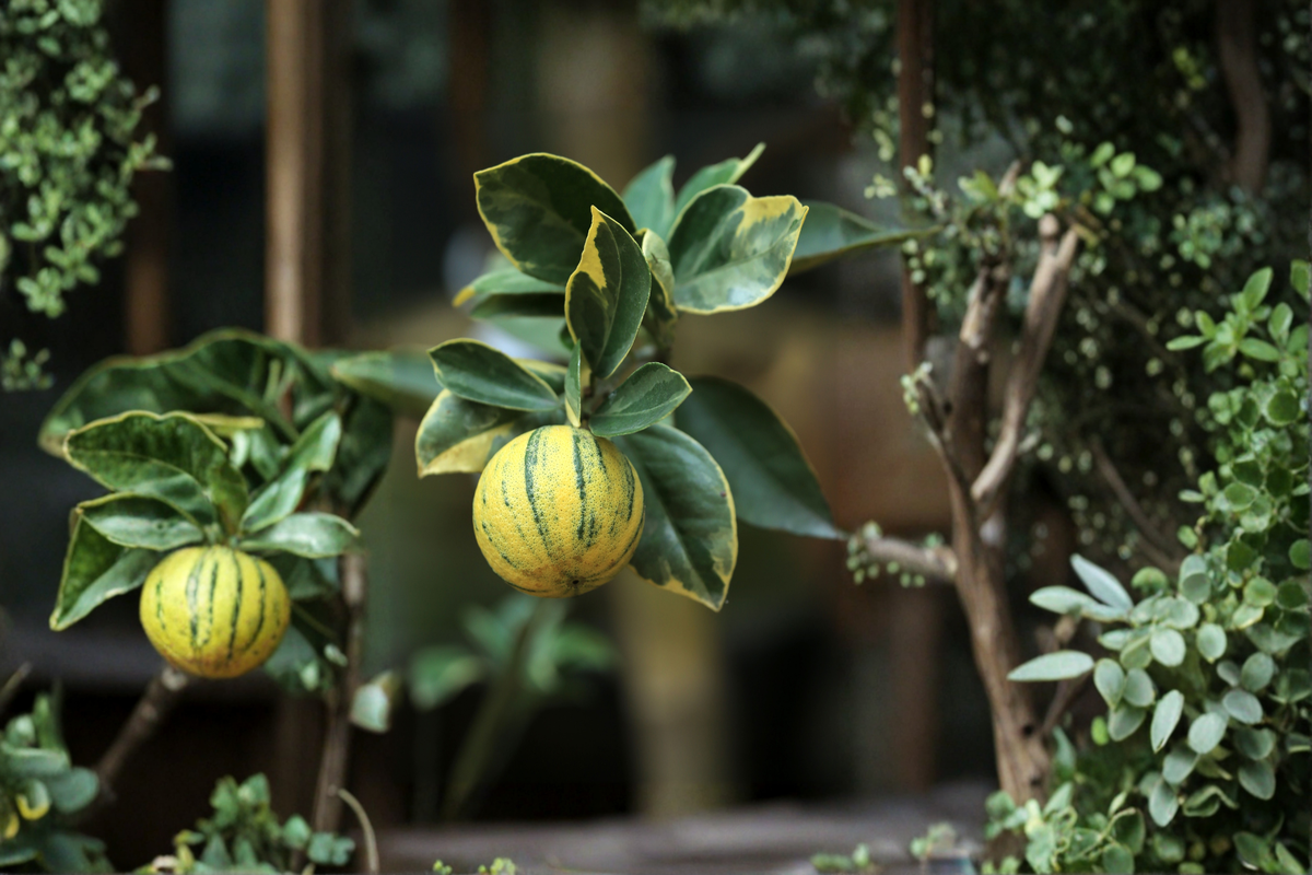 Variegated Pink Lemon Tree Live Dwarf Citrus Plant in 4x4x14 Pot, Variegated Foliage & Striped Fruit, Citrus limon 'Variegated Pink Eureka'