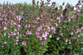 Organic Pineapple Sage Live Plant – Salvia elegans Red Flower Herb for Pollinator Gardens & Containers