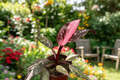 Philodendron Pink Princess Black Cherry Marble Live Plant 2-Inch Pot Variegated Rare Houseplant Gift