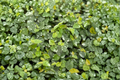 Creeping Fig Live Plant, Trailing Ficus Pumila, Indoor Houseplant in 2-Inch Pot, Climbing Tropical Vine