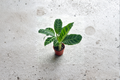 Calathea Zebrina Live Plant, Indoor Tropical Houseplant, Fully Rooted Starter, Striped Foliage, Decorative Prayer Plant