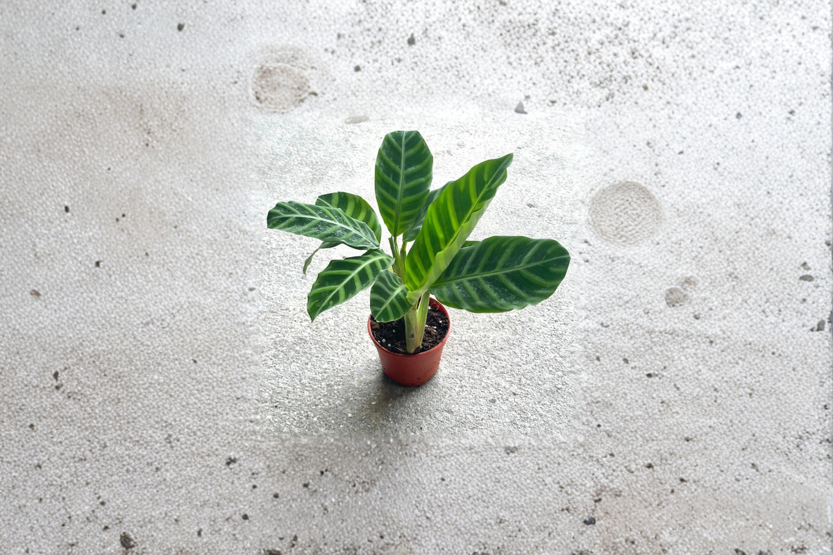 Calathea Zebrina Live Plant, Indoor Tropical Houseplant, Fully Rooted Starter, Striped Foliage, Decorative Prayer Plant