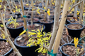 Witch Hazel ‘Angel’ Live Plant – 12-Inch Grafted Shrub with Yellow Winter Blooms – Hamamelis mollis