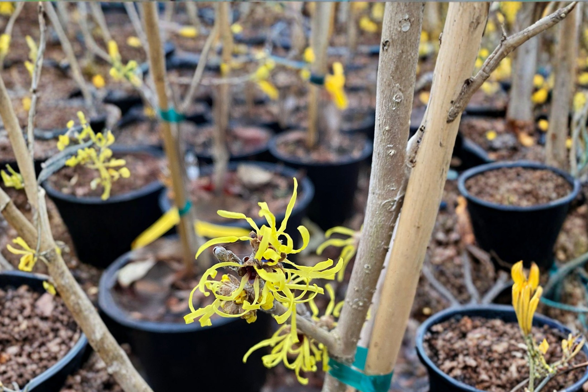 Witch Hazel ‘Angel’ Live Plant – 12-Inch Grafted Shrub with Yellow Winter Blooms – Hamamelis mollis