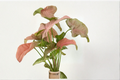 Syngonium Pink Perfection Live Houseplant, 4 Inch Pot, Pink Arrowhead Foliage, Indoor Tropical Plant, Rare Gift, Easy Care