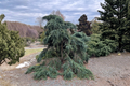 Feeling Blue Deodar Cedar Live Plant, 1 Gallon Pot, Blue-Green Foliage, Cedrus deodara Dwarf Evergreen Tree