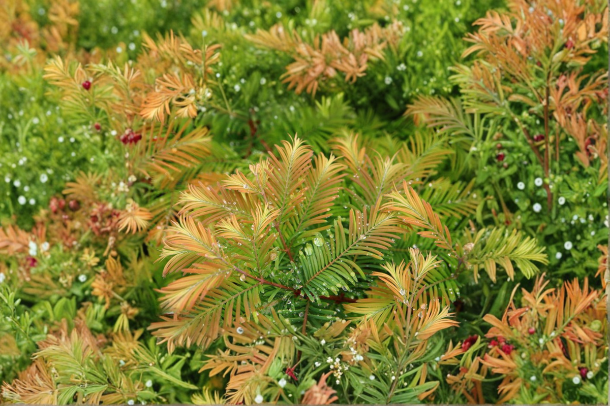 Daweswood Tawny Fleece Dawn Redwood Live Plant – 8 Inch Grafted Metasequoia glyptostroboides Conifer Tree