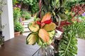 Variegated Hoya Australis Lisa Live Plant in 4-Inch Pot, Tropical Vining Houseplant with Green, Cream & Pink Foliage