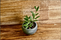 Live Small Bay Laurel Plant | Evergreen Herb Tree | Laurus nobilis | Culinary & Ornamental Herb