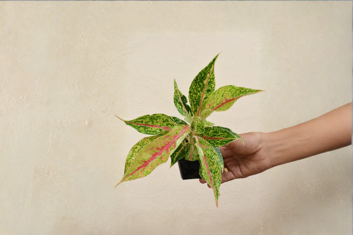 Aglaonema Night Sparkle Live Houseplant, 2-Inch Rooted Tropical Foliage Plant, Indoor Decorative Green Plant