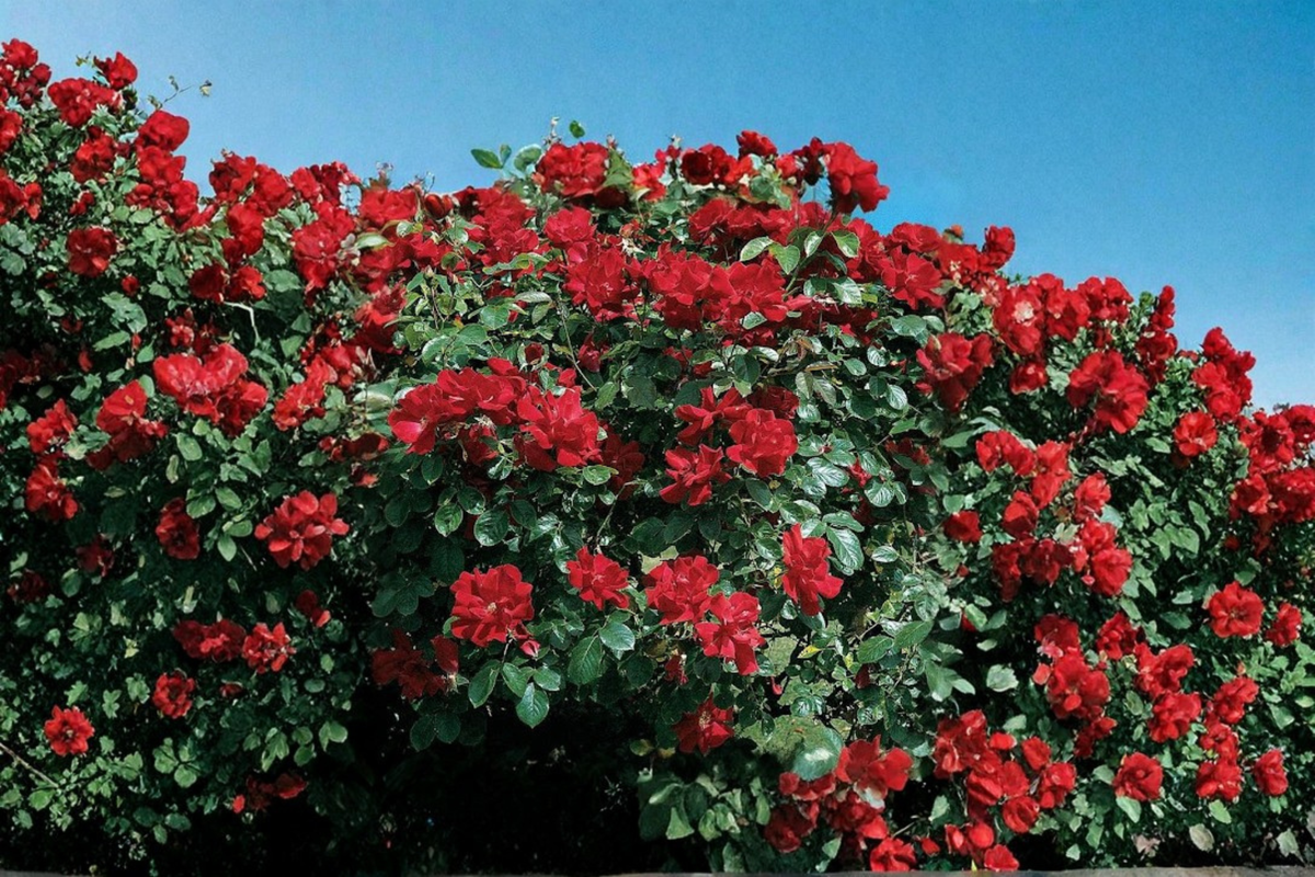 Red Climbing Rose Seeds 10 Pack, Scented Rose Vine Flower Seeds for Garden, Trellis, Fence, Patio, Rosa hybrid