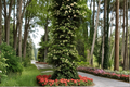 Climbing Hydrangea Vine Live Plant 4-inch Pot, White Lacecap Flowers, Shade Tolerant, Hydrangea anomala subsp. petiolaris