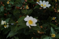 Winter’s Star White Camellia Live Plant – 1 Gallon Pot, Evergreen Shrub with White Flowers, Cold Hardy Hybrid Camellia, Garden Landscape