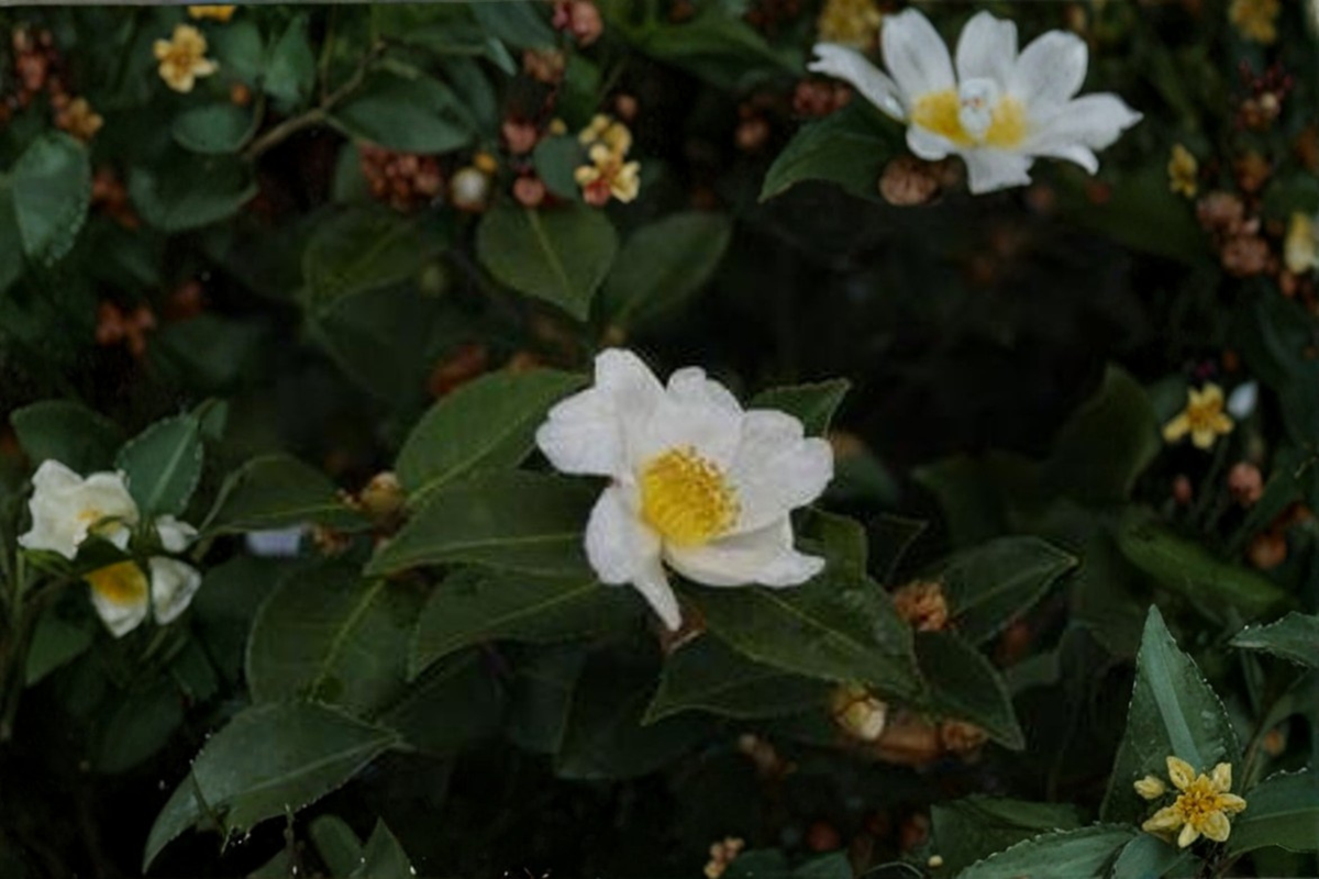 Winter’s Star White Camellia Live Plant – 1 Gallon Pot, Evergreen Shrub with White Flowers, Cold Hardy Hybrid Camellia, Garden Landscape