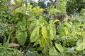 White Duster Kousa Dogwood Live Plant 12 Inch, Variegated Cornus kousa Grafted Tree for Garden Landscape