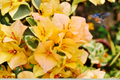 Yellow Bougainvillea Live Plant in 6-Inch Pot with Trellis – Fast-Growing Ornamental Vine, Bright Yellow Bracts, Tropical Garden, Fences & Containers