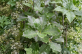 Swamp White Oak Live Plant 1 Gallon Pot – Quercus bicolor Native Shade Tree for Landscaping and Yard Planting