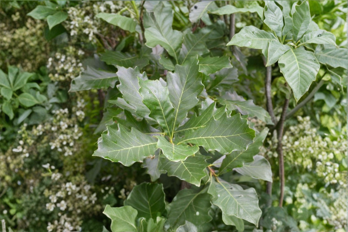 Swamp White Oak Live Plant 1 Gallon Pot – Quercus bicolor Native Shade Tree for Landscaping and Yard Planting
