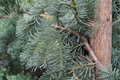 Weeping Noble Fir Live Plant 1 Gallon Pot Abies procera ‘DelBar Cascade’ Evergreen Conifer Tree