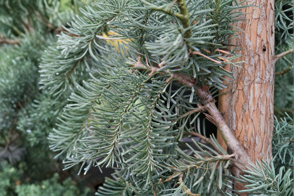 Weeping Noble Fir Live Plant 1 Gallon Pot Abies procera ‘DelBar Cascade’ Evergreen Conifer Tree