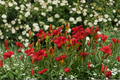 Daylily Bare Root Plants – Chicago Apache Red Flower Perennial – Hemerocallis for Borders & Garden Beds