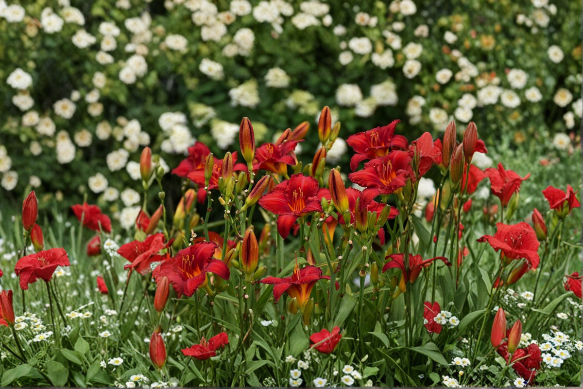 Daylily Bare Root Plants – Chicago Apache Red Flower Perennial – Hemerocallis for Borders & Garden Beds
