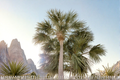 Texas Palmetto Palm Seedlings – Sabal mexicana Live Plants, 10-14 Inches Tall, Coastal & Tropical Landscape, Fan-Shaped Foliage