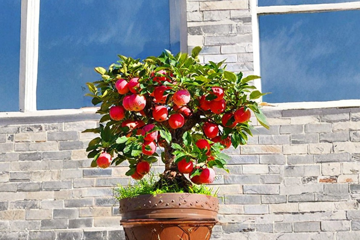 Semi Dwarf Apple Seeds – Malus domestica, Compact Fruit Tree for Indoor Outdoor Growing, 4 Pack