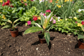Philodendron Ring of Fire Live Plant 2-Inch Pot Variegated Tropical Houseplant Rare Collector Gift