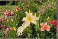 Daylily ‘Gentle Blessing’ Bare Root Plants – Soft Pink Perennial Flowers for Summer Garden, Hemerocallis