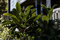 Organic Bay Laurel Live Plant, 3-4 Inch Rooted Herb, Laurus nobilis, Evergreen Shrub for Herb Gardens & Containers