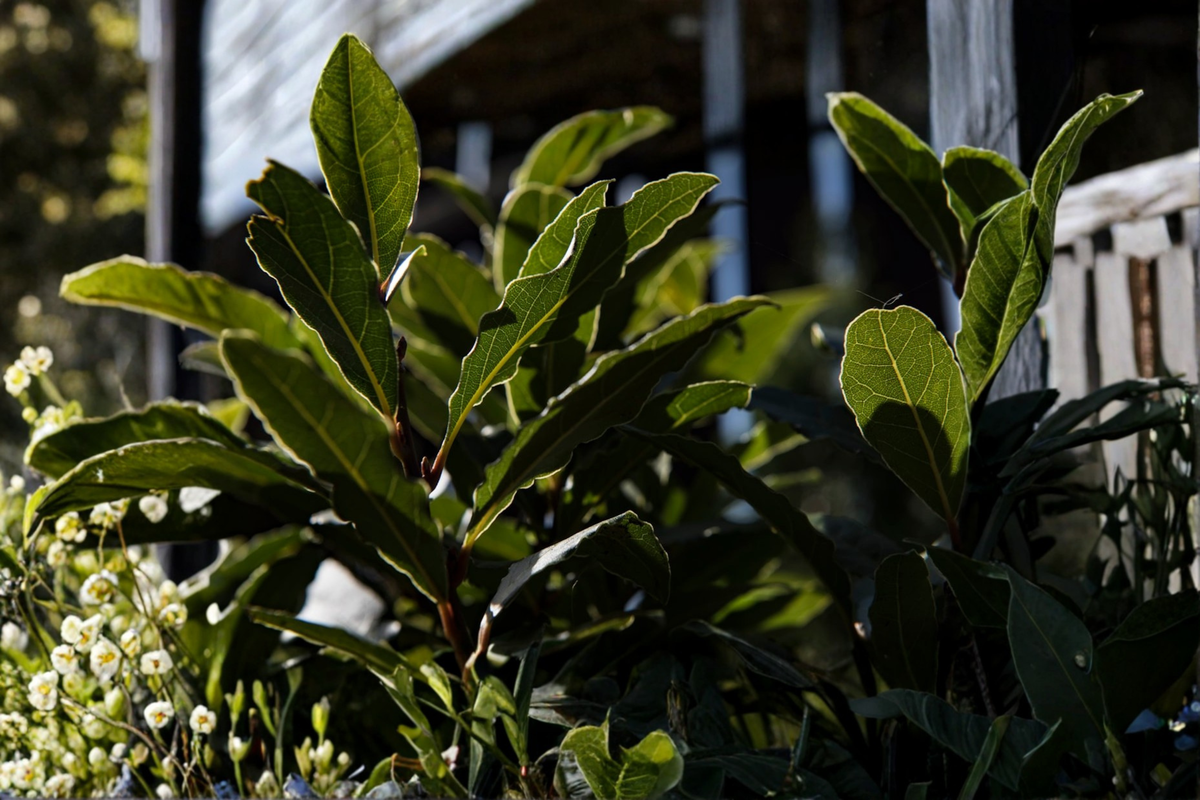 Organic Bay Laurel Live Plant, 3-4 Inch Rooted Herb, Laurus nobilis, Evergreen Shrub for Herb Gardens & Containers