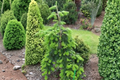 Weeping Veitch Fir ‘Pendula’ Live Plant – 12 Inch Abies veitchii Evergreen Conifer in 1 Gallon Pot