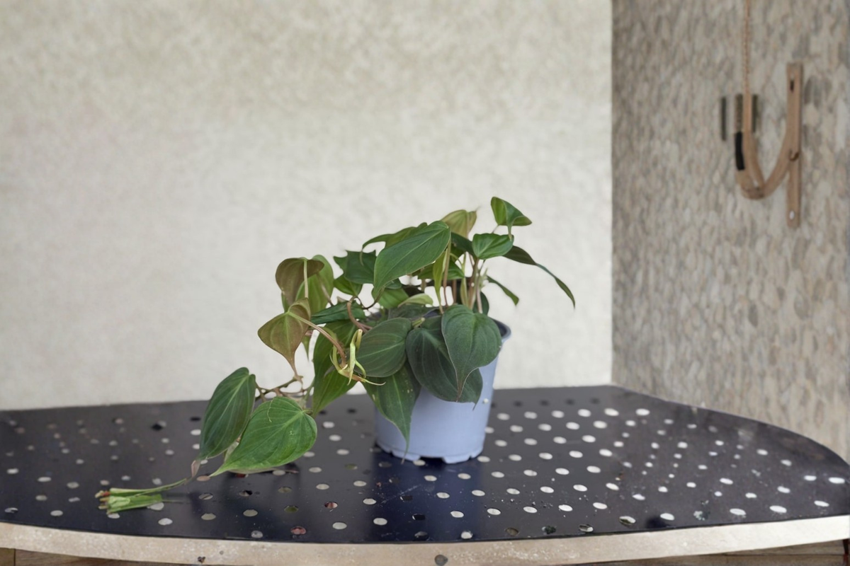 Philodendron Micans Live Plant 4 Inch Pot Trailing Velvet Leaf Indoor Houseplant Gift Decor