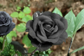 Rare Dark Purple English Rose Seeds – 10 Pack, Ornamental Flower Seeds for Garden Planting, Rosa spp.