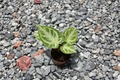 Anthurium Silver Blush Live Plant 2-Inch Pot, Rare Velvet Leaf Tropical Houseplant, Indoor Collector Gift, Anthurium crystallinum