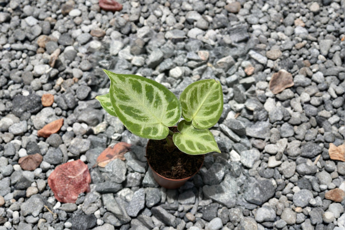 Anthurium Silver Blush Live Plant 2-Inch Pot, Rare Velvet Leaf Tropical Houseplant, Indoor Collector Gift, Anthurium crystallinum