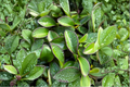 Peperomia Red Edge Live Plant, Variegated Tropical Houseplant, 2-Inch Pot, Peperomia clusiifolia ‘Red Edge’
