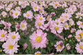 Fantasy Pocahontas Windflower Live Plants – 3 Rooted Perennial in 1 Qt Pots, Pink Flowers, Anemone hybrida