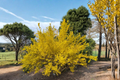 Fiesta Variegated Forsythia Live Plant in 1-Gallon Pot, Yellow Spring Flowers, Variegated Foliage, Forsythia × intermedia