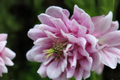 Double Rose Columbine Seeds - 10 Pack, Aquilegia hybrid, Rose Pink, Cottage Garden, Flowering Perennial, Full Sun to Partial Shade