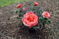 Tropicana Hybrid Tea Rose 3 Gal Live Bush – Bright Orange Flowering Shrub Rosa spp. for Garden Landscape